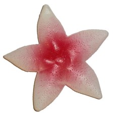 Plastic Starfish Decoration